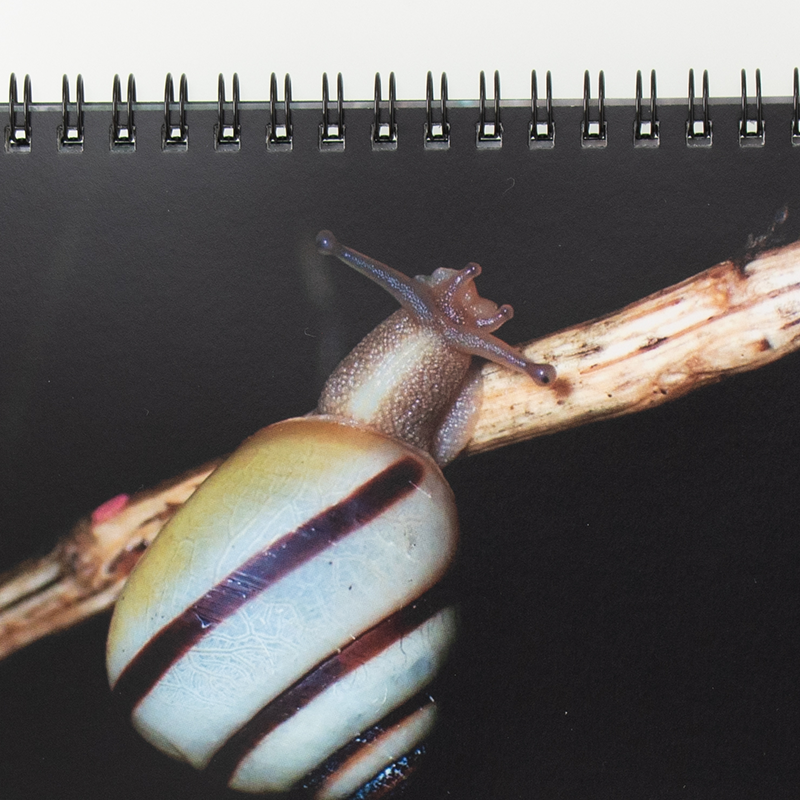 「湯屋 秀捷 様」製作のオリジナルカレンダー ギャラリー写真3