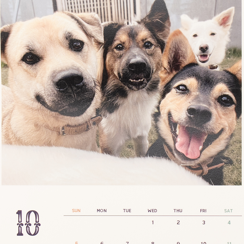 「メロードッグレスキュー 様」製作のオリジナルカレンダー ギャラリー写真3