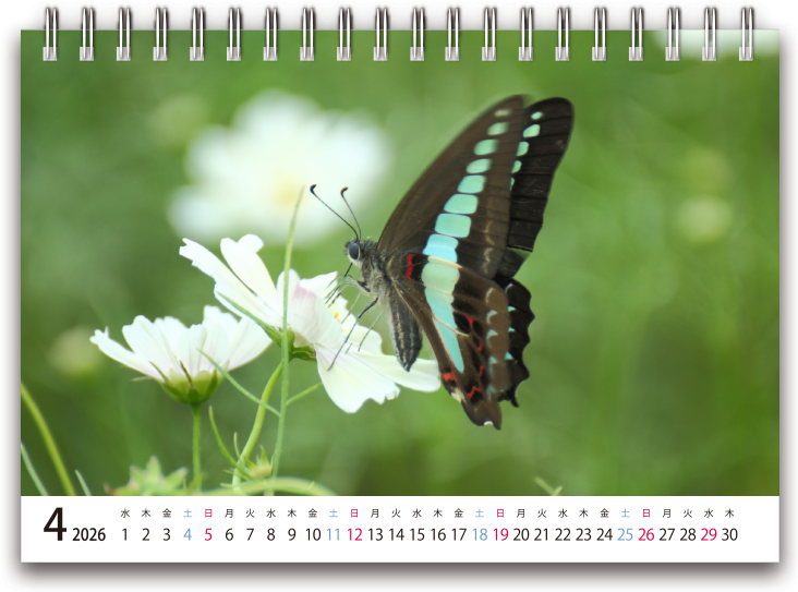 2026年4月始まり卓上カレンダーテンプレート_01