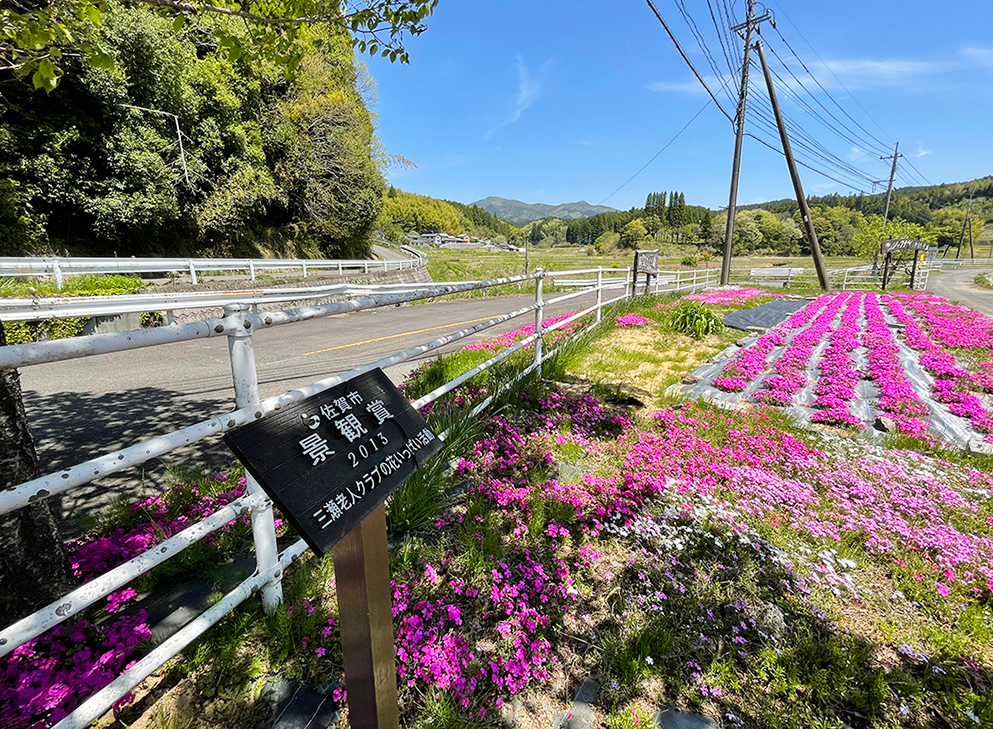 Tさんの活動によって作られた三瀬村の芝桜園のひとつ